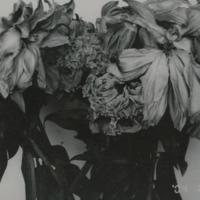 [Untitled]