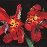 [Untitled]